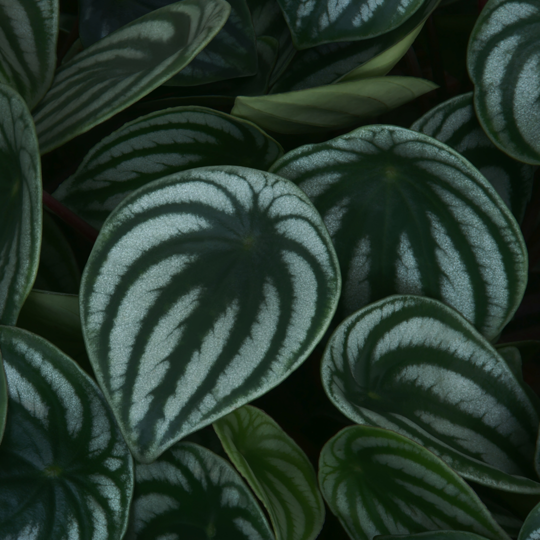 Peperomia Argyreia Watermelon