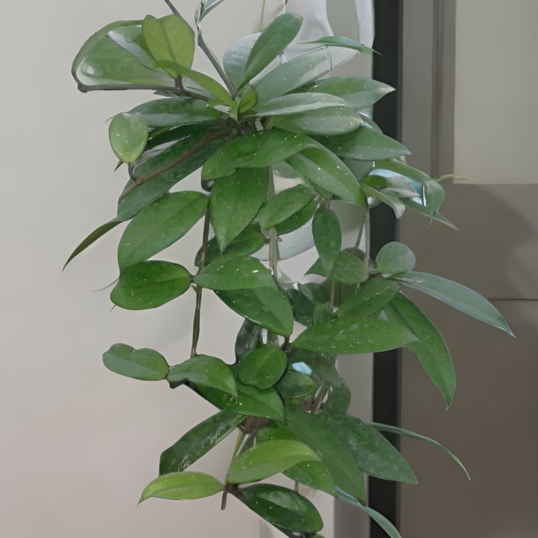 Hoya Carnosa Gracilis Ø14 Baschet