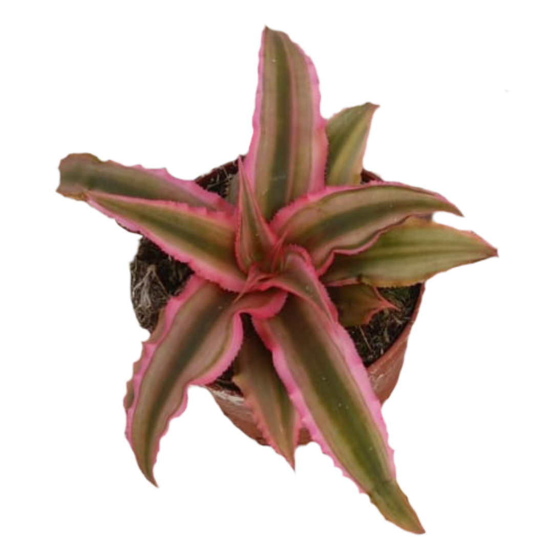 Cryptanthus Bivittatus