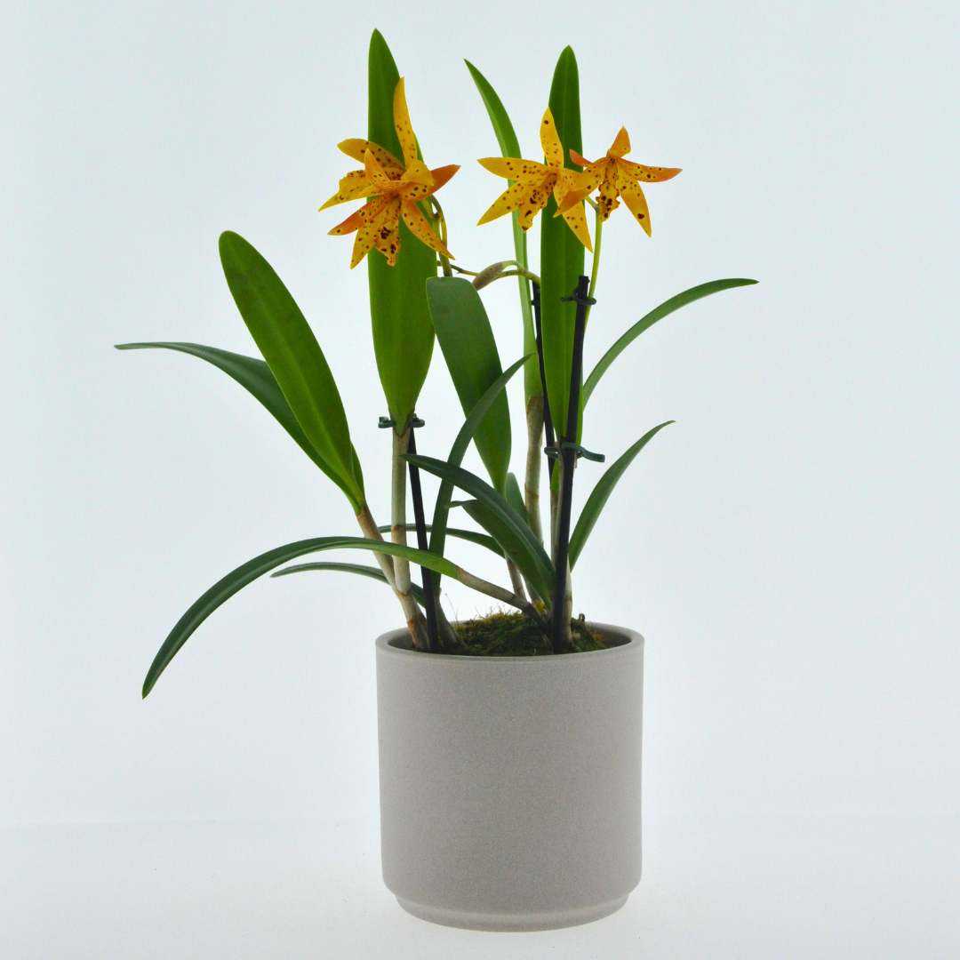 Cattleya Aurantica