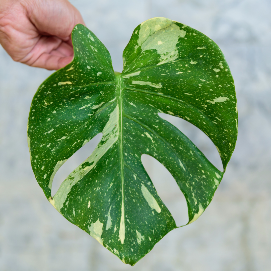 Monstera Thai Constellation