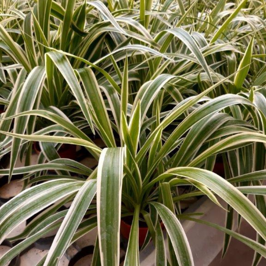 Chlorophytum Comosum Ø9