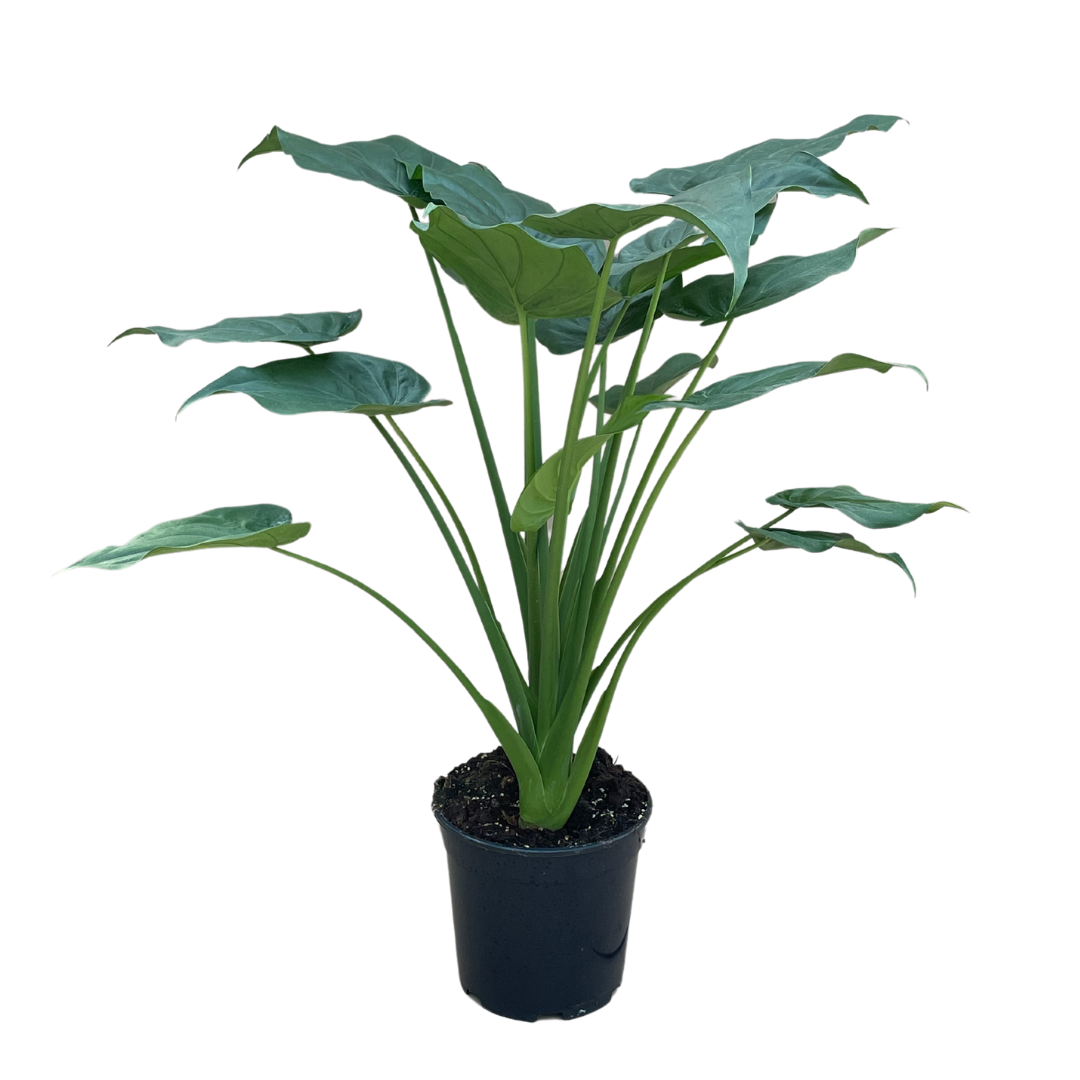 Alocasia Cucullata