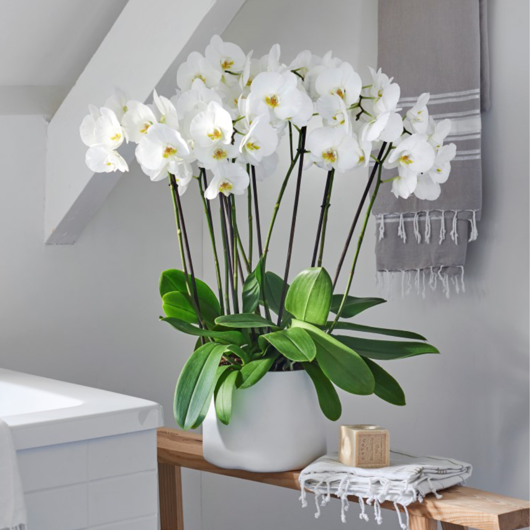 Phalaenopsis Claudia Ø12