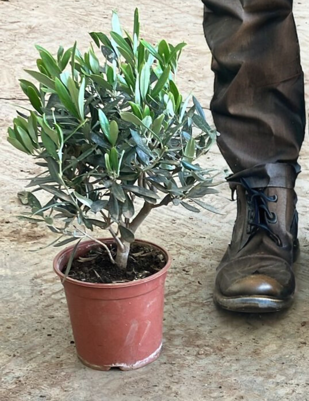 Olivo Bonsai