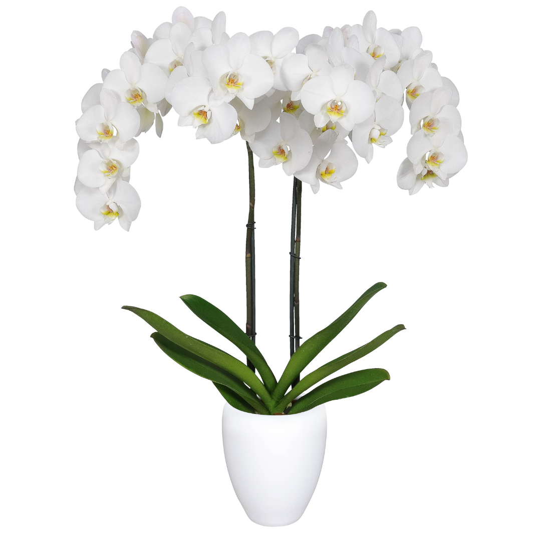 Phalaenopsis Leeds Ø12