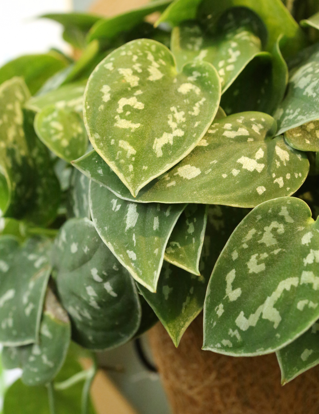 Epipremnum Scindapsus Pictus Ø16