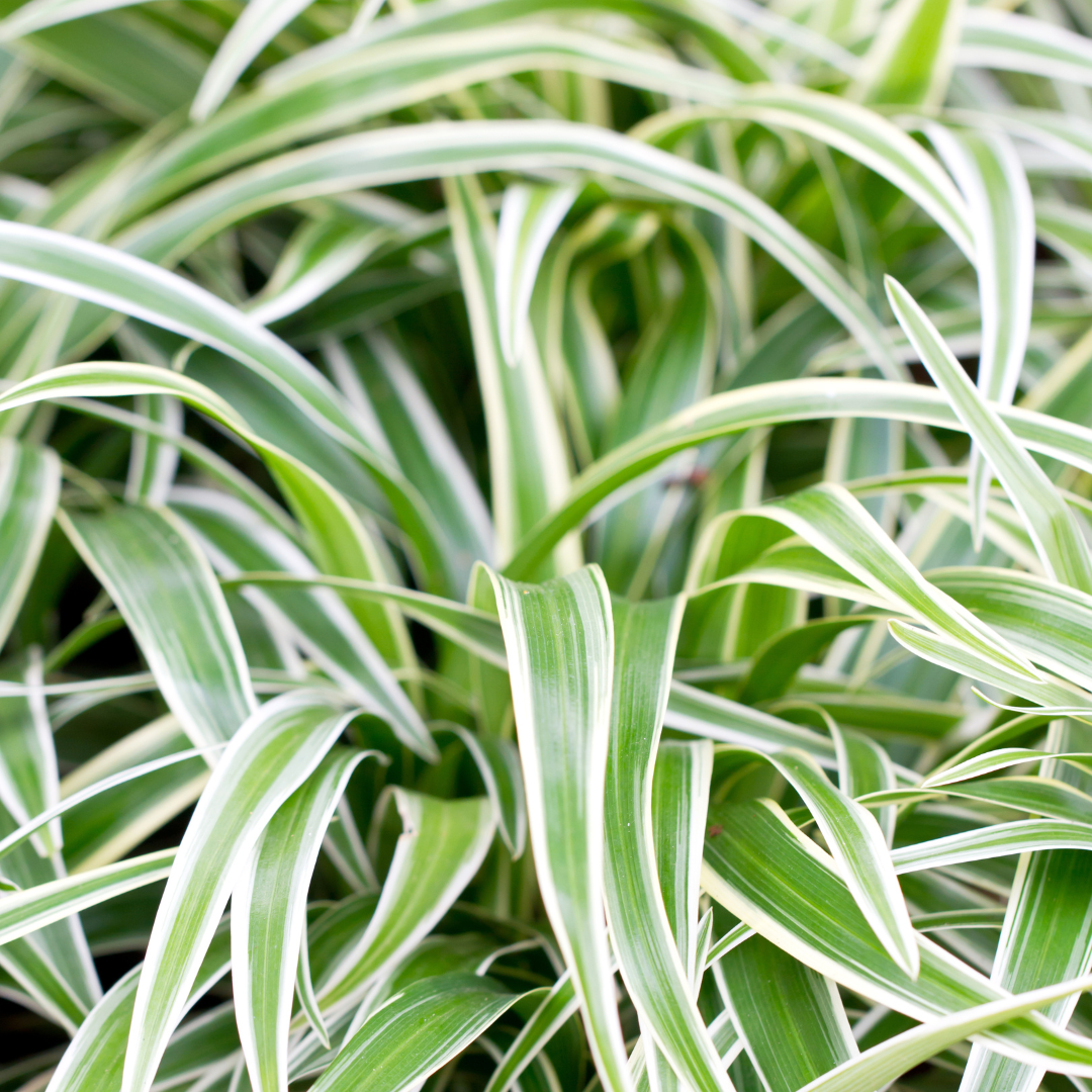 Chlorophytum Bonnie Ø9