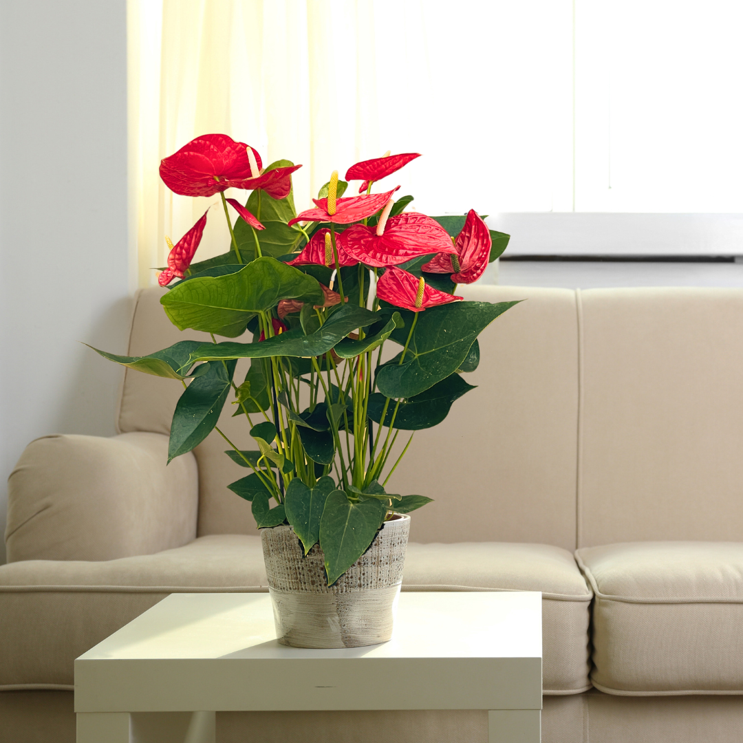 Anthurium Andreanum Oregon Ø21