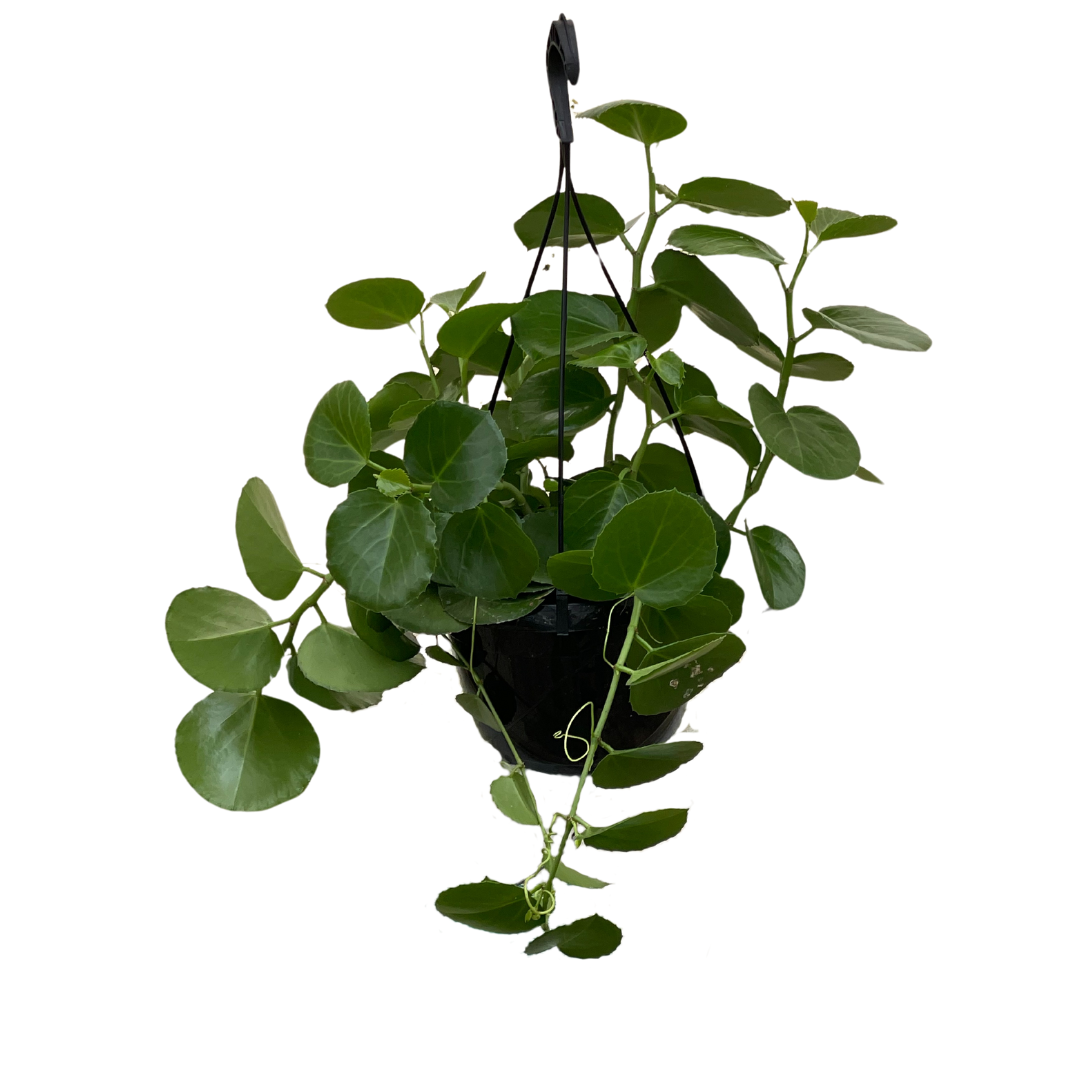 Cissus Rotundifolia