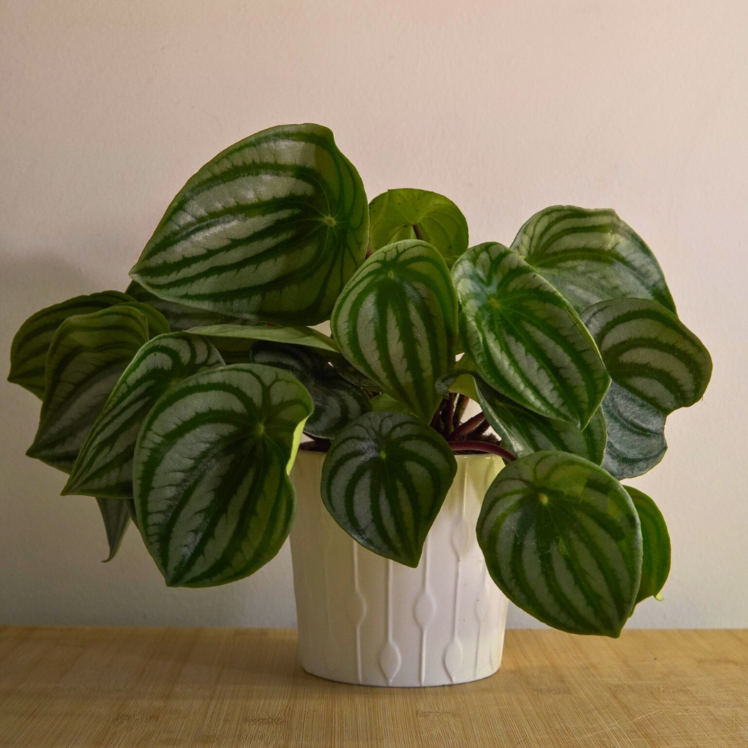 Peperomia Argyreia Watermelon