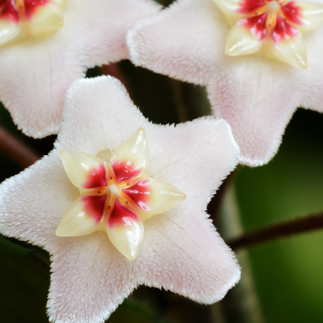 Hoya Carnosa Gracilis Ø14 Baschet