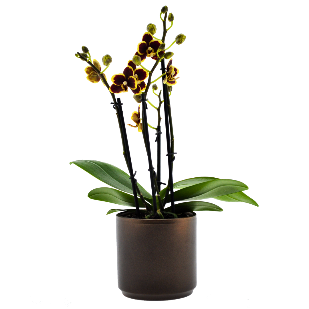 Phalaenopsis Silvana Ø9