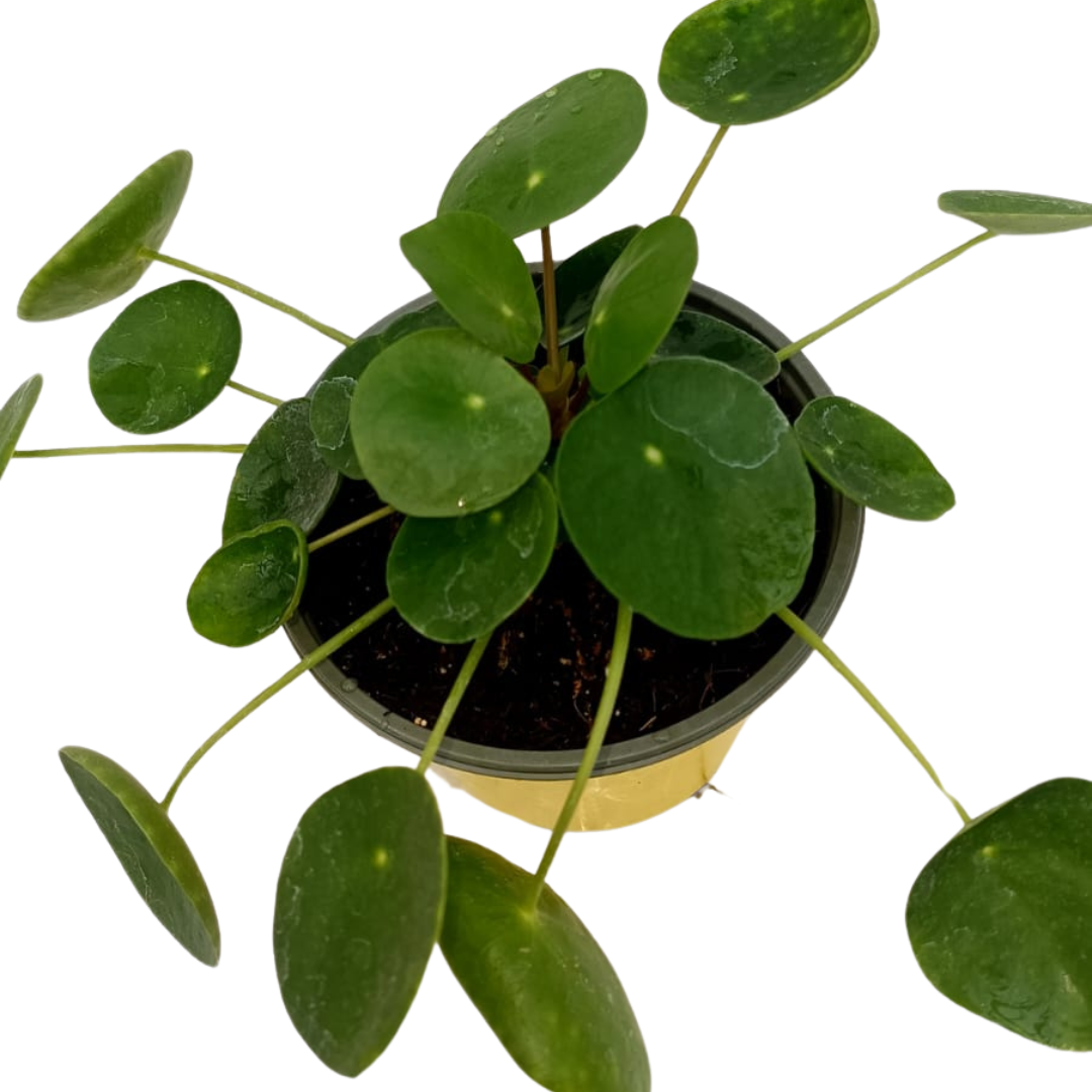 Pilea Peperomioides Ø14