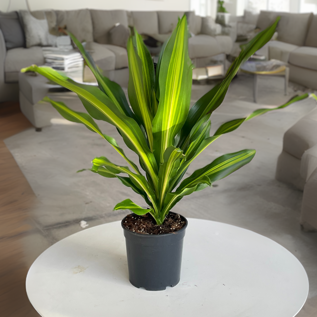 Dracaena Burley