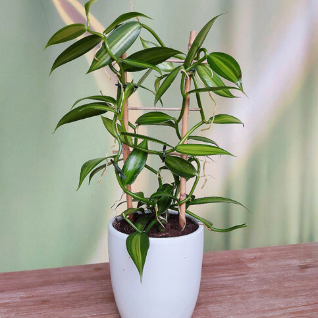 Vanilla Planifolia