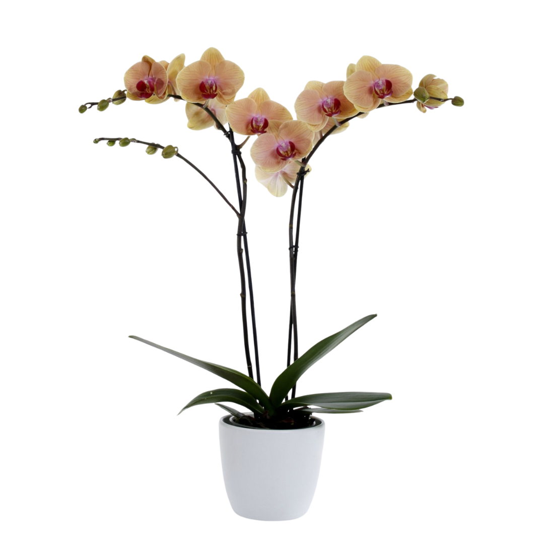 Phalaenopsis Agata Ø12