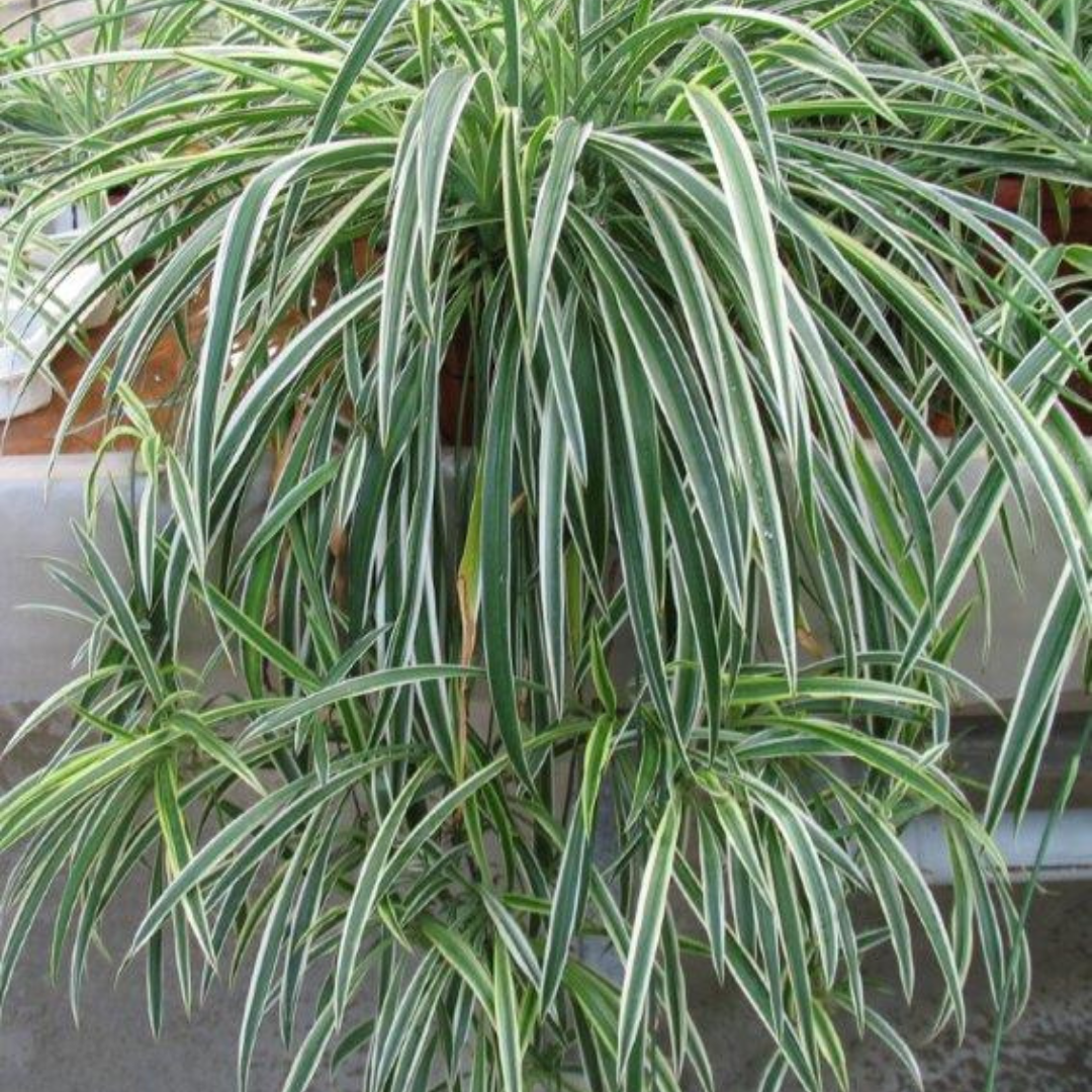 Chlorophytum Comosum Ø9