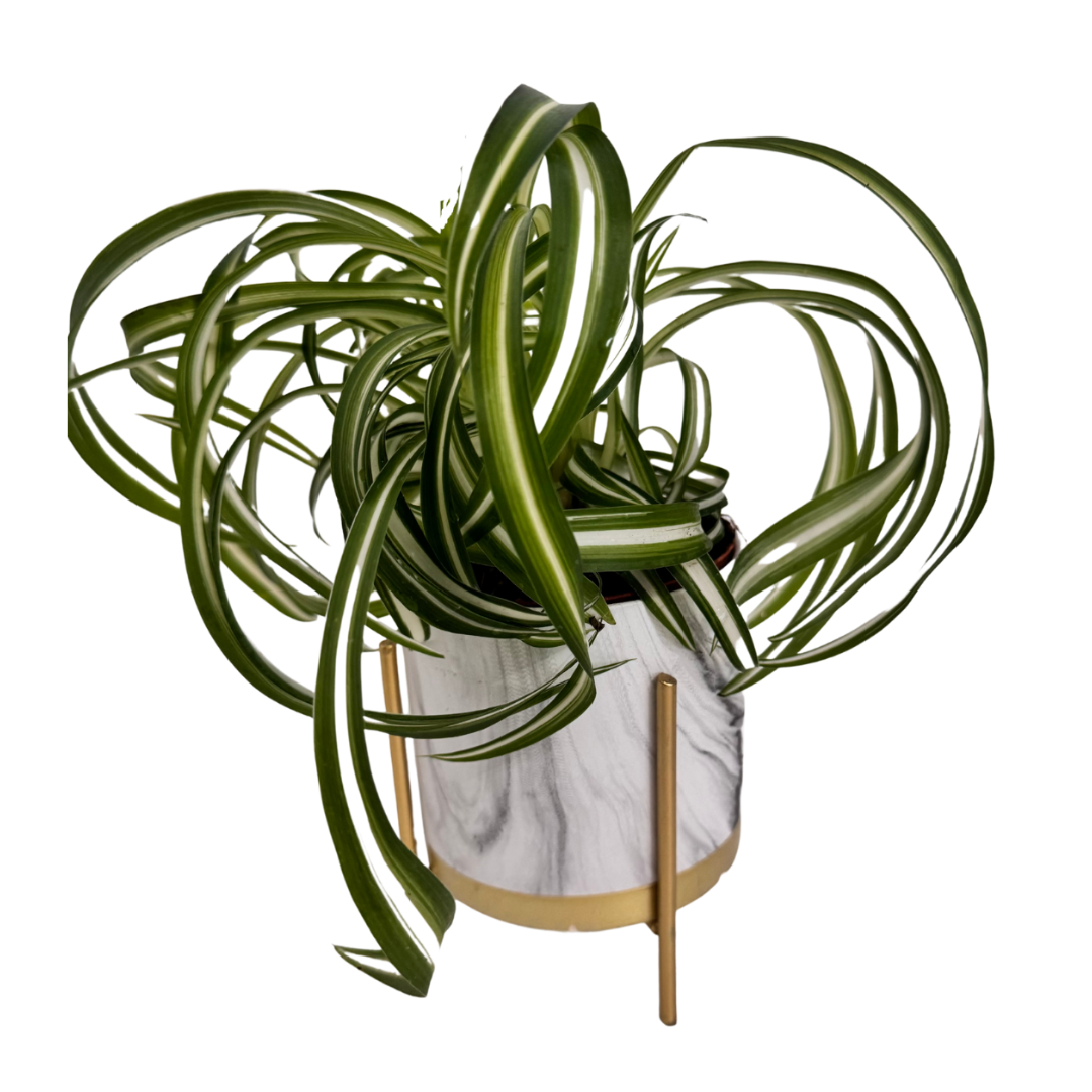 Chlorophytum Bonnie Ø9