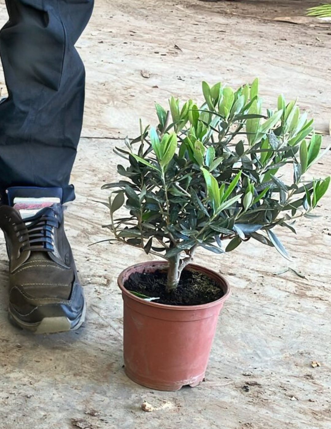 Olivo Bonsai