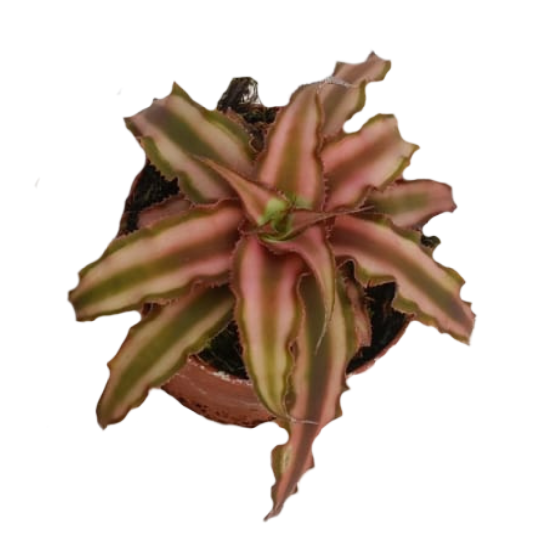 Cryptanthus Bivittatus