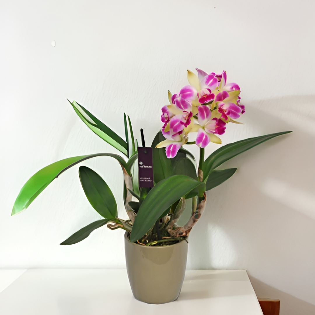 Cattleya Green Genius