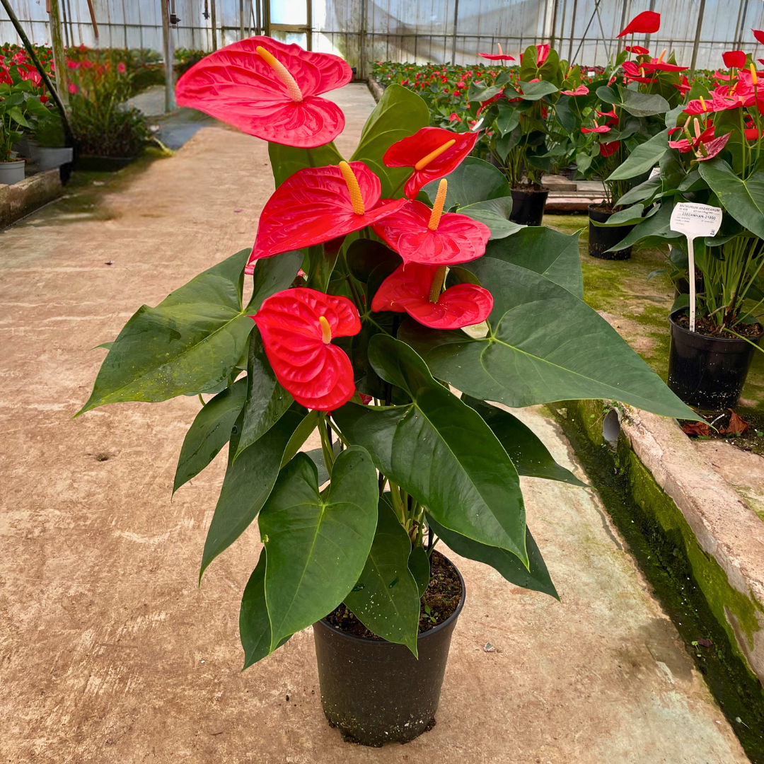 Anthurium Andreanum Oregon Ø21