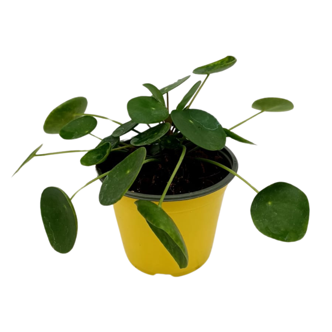 Pilea Peperomioides Ø14