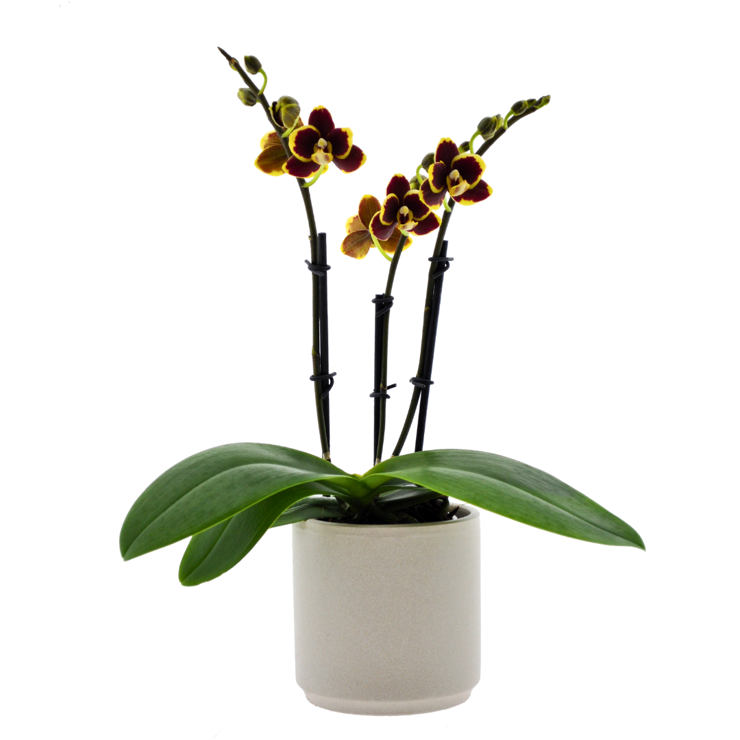 Phalaenopsis Silvana Ø9