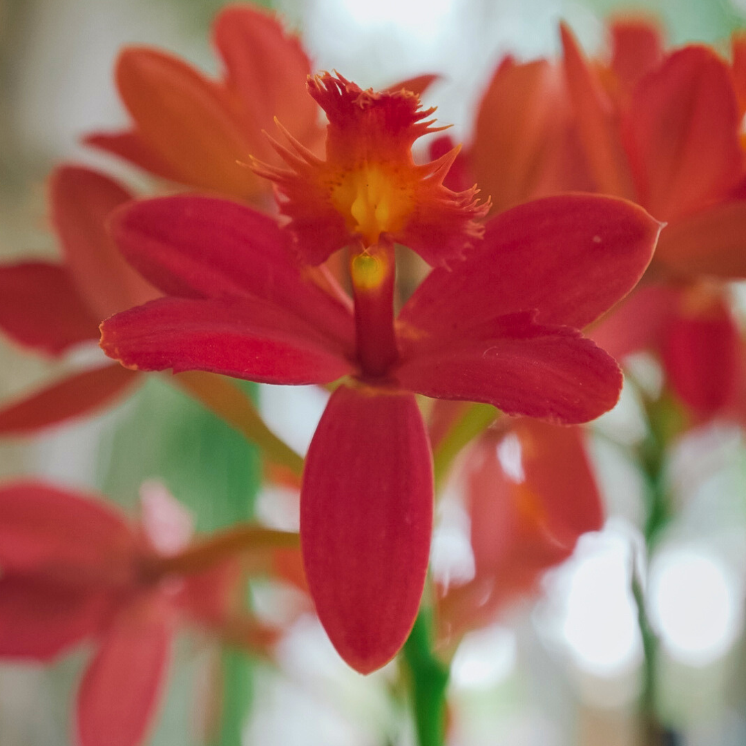 Epidendrum Radicans Red