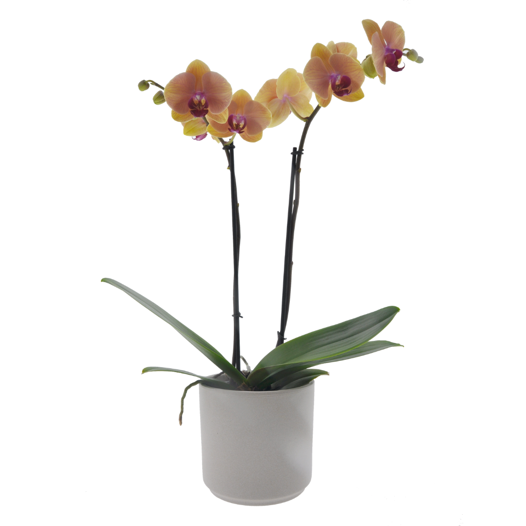 Phalaenopsis Agata Ø12