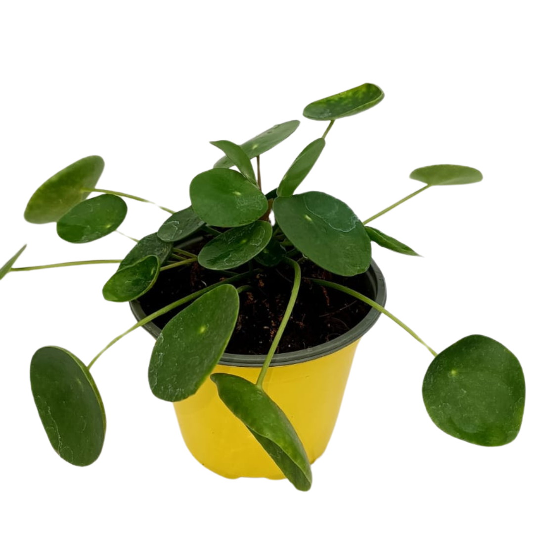 Pilea Peperomioides Ø14