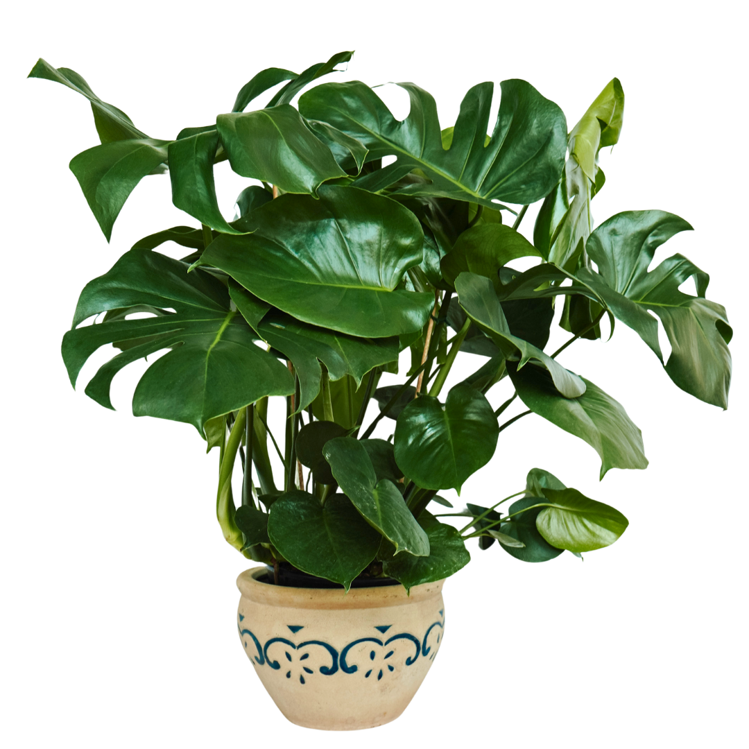 Monstera Deliciosa