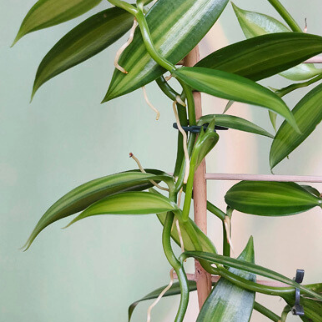 Vanilla Planifolia