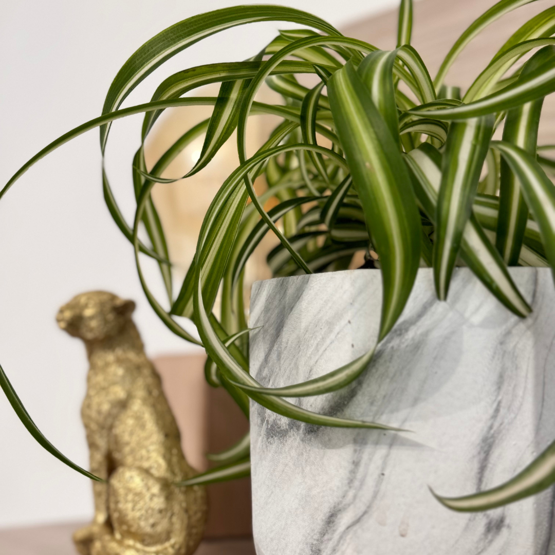 Chlorophytum Bonnie Ø9