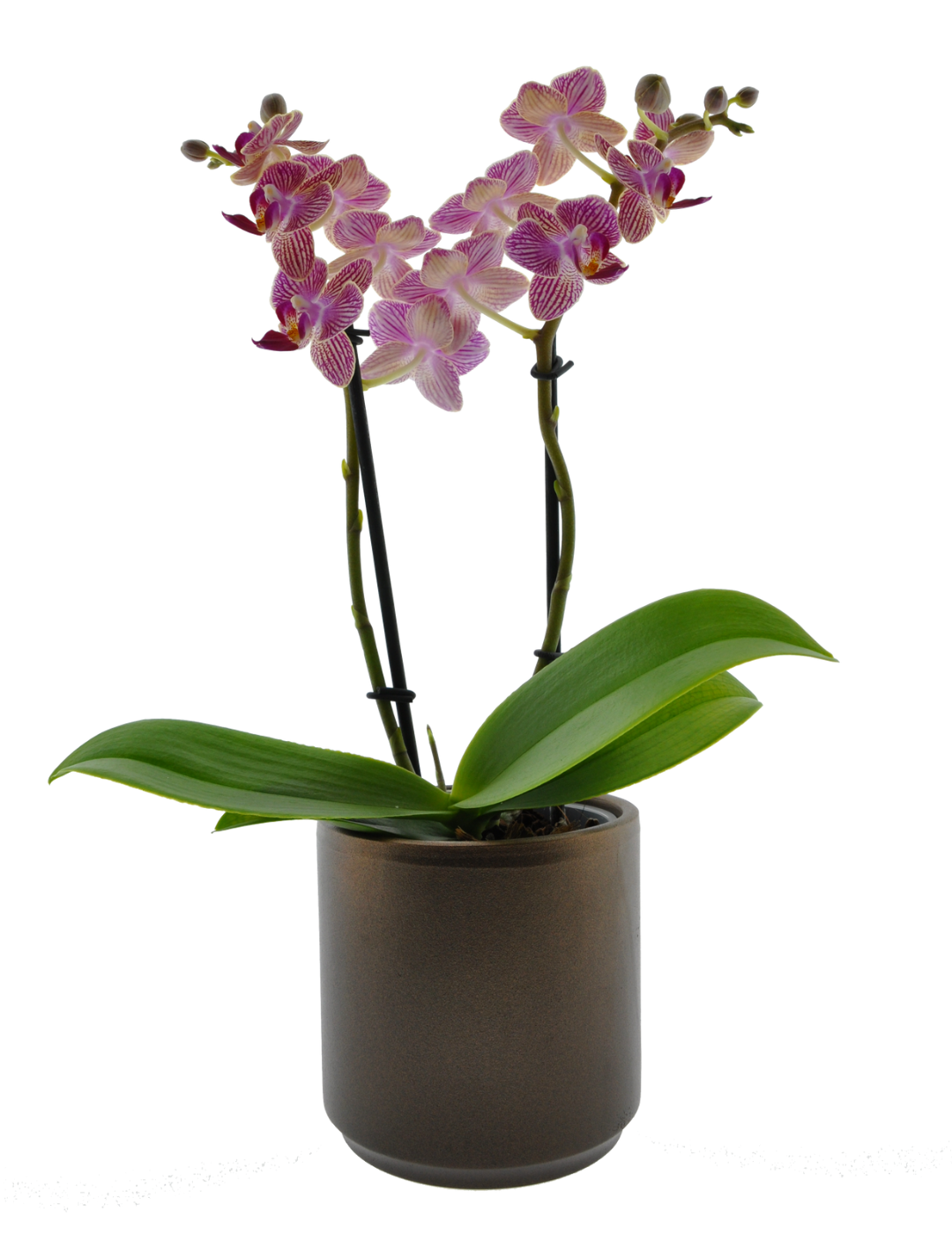 Phalaenopsis Selina Ø9
