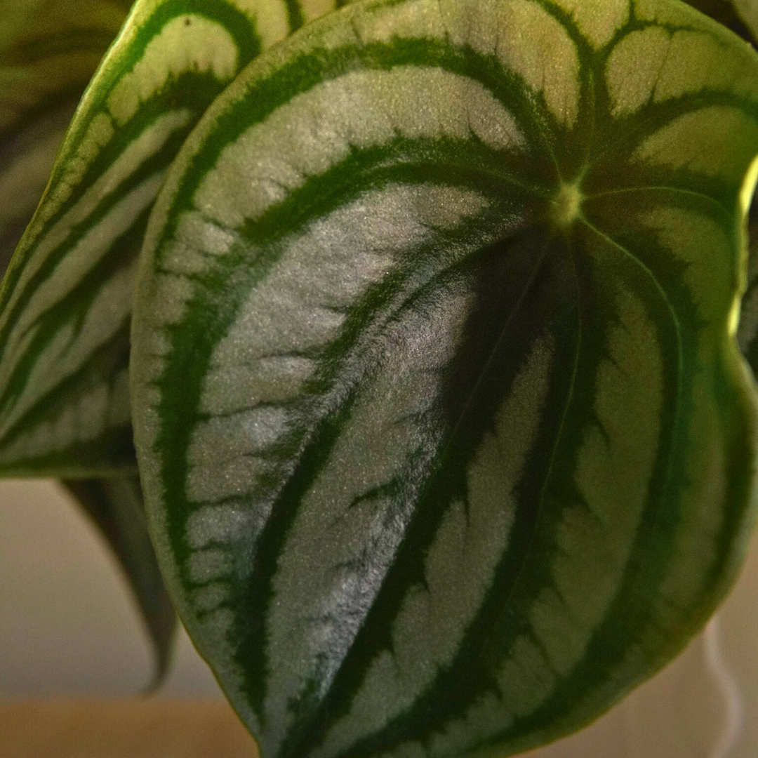 Peperomia Argyreia Watermelon