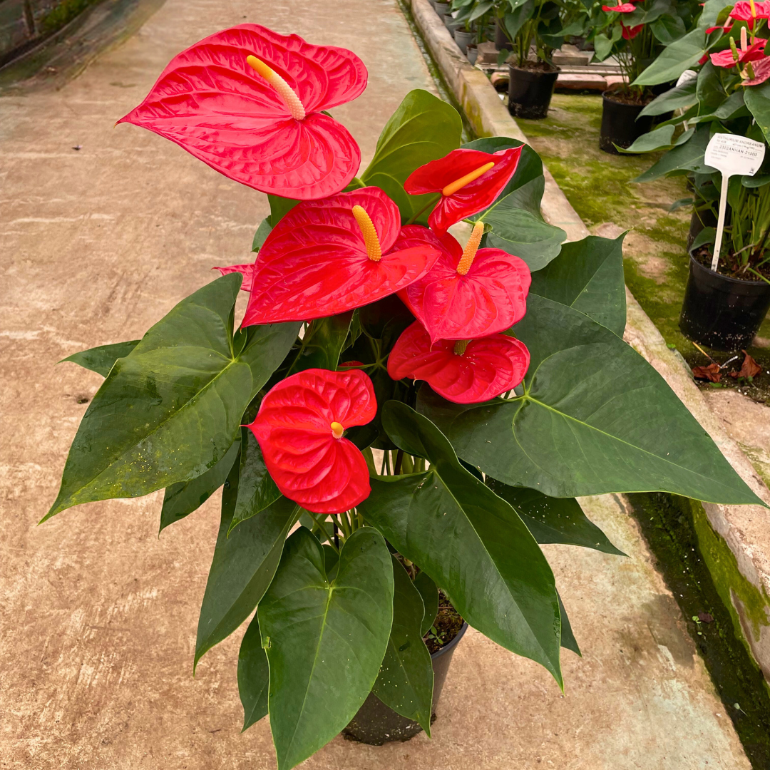 Anthurium Andreanum Oregon Ø21