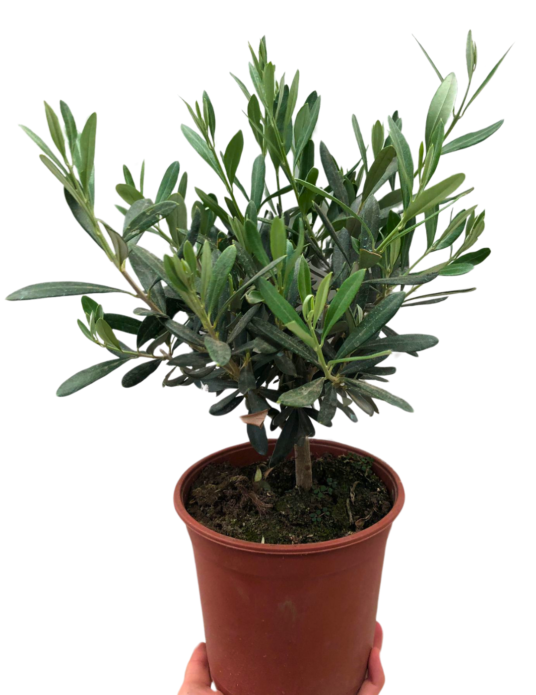 Olivo Bonsai