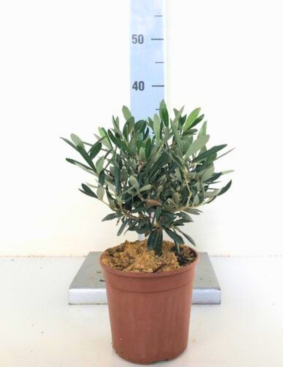 Olivo Bonsai