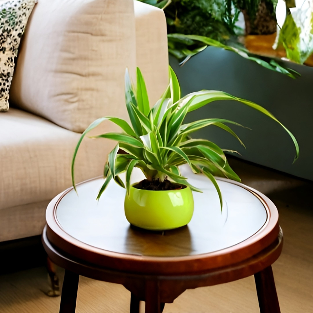 Chlorophytum Bonnie Ø9