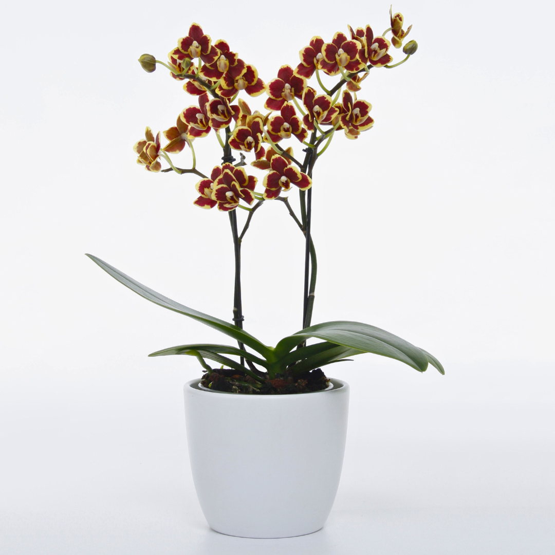 Phalaenopsis Silvana Ø9