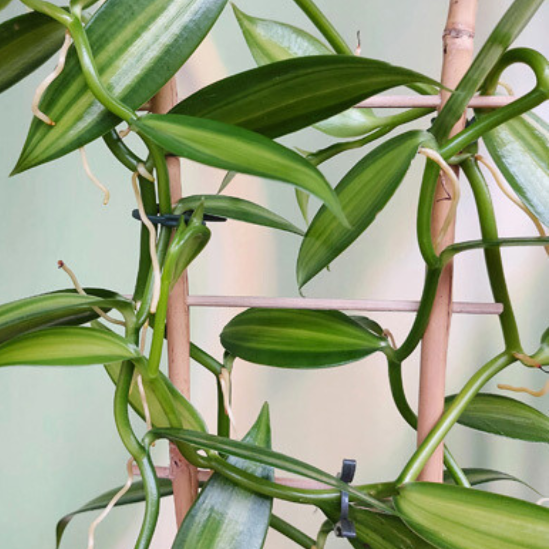 Vanilla Planifolia