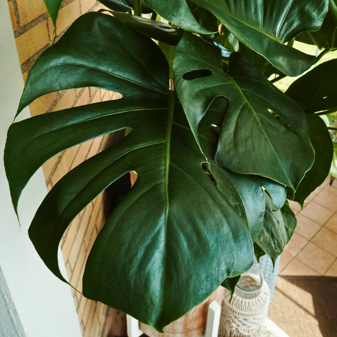 Monstera Deliciosa