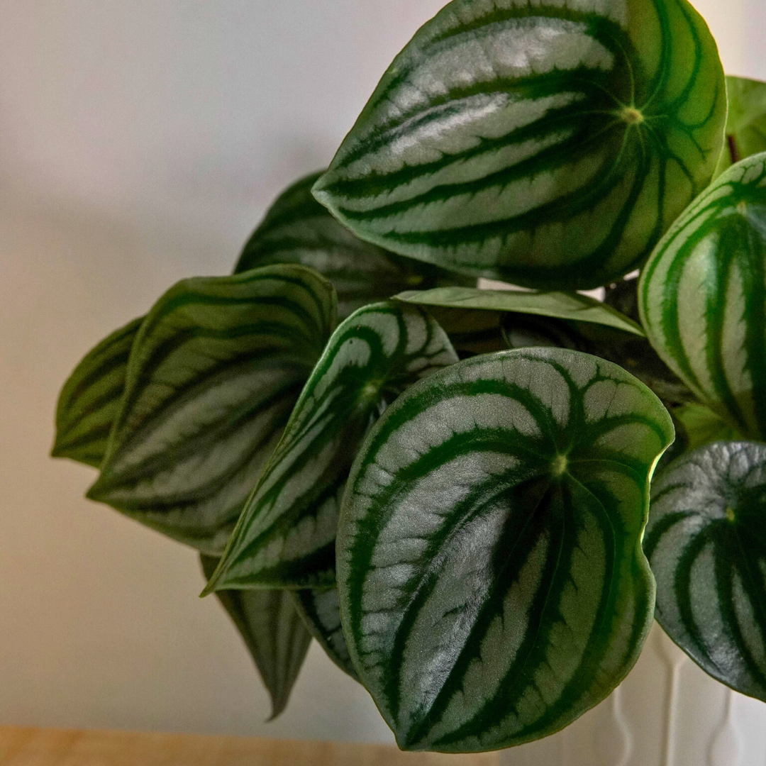 Peperomia Argyreia Watermelon