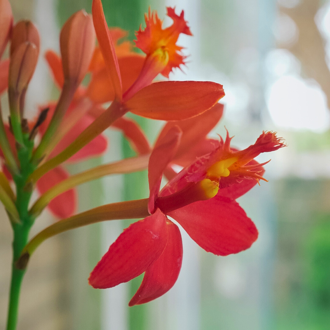 Epidendrum Radicans Red