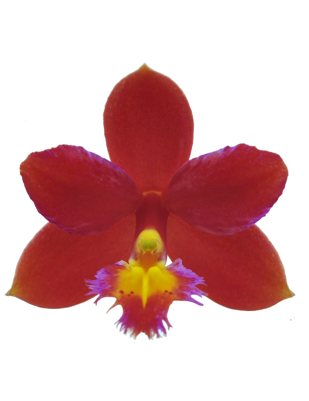 Epidendrum Radicans Red