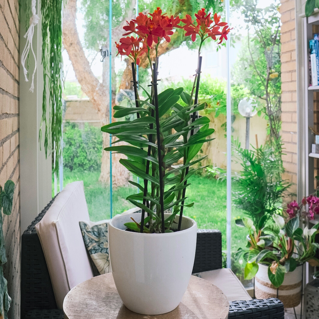 Epidendrum Radicans Red