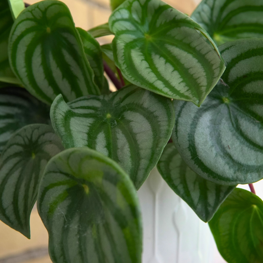Peperomia Argyreia Watermelon