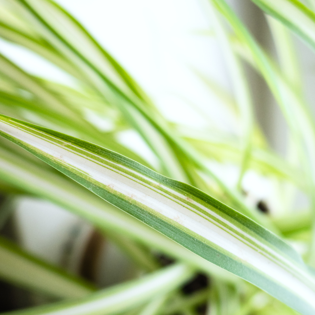 Chlorophytum Bonnie Ø9